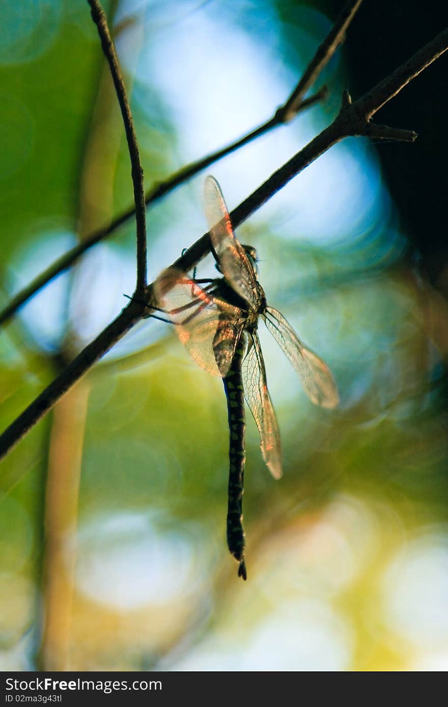 Single dragonfly sitting on a branchlet at sunset. Single dragonfly sitting on a branchlet at sunset