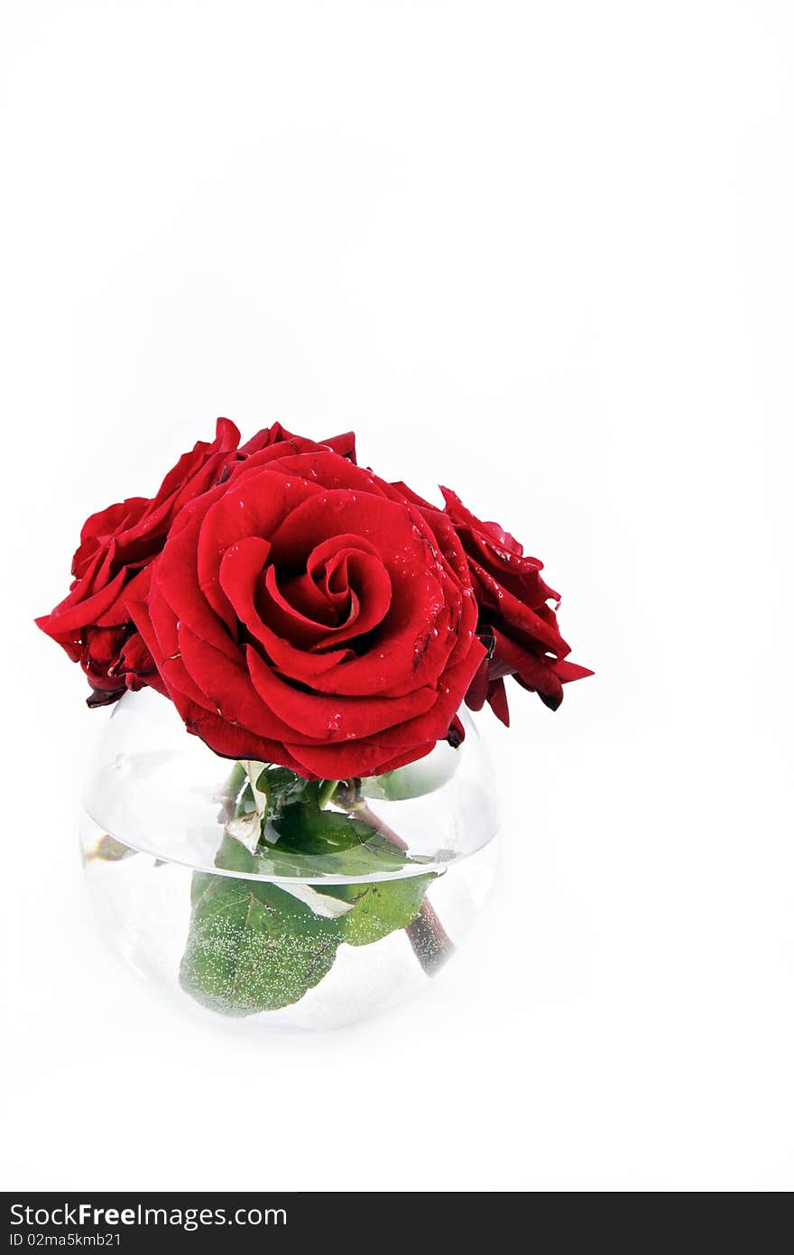 Red rose in vase vertical