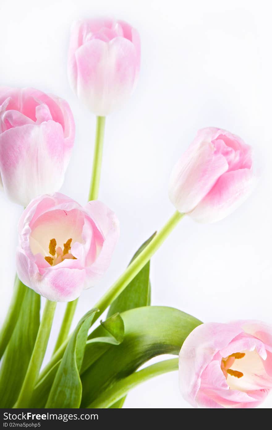 Five pink and white tulips isolated on white