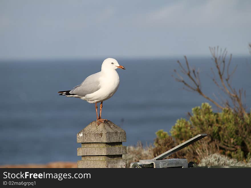 Seagull by the sea