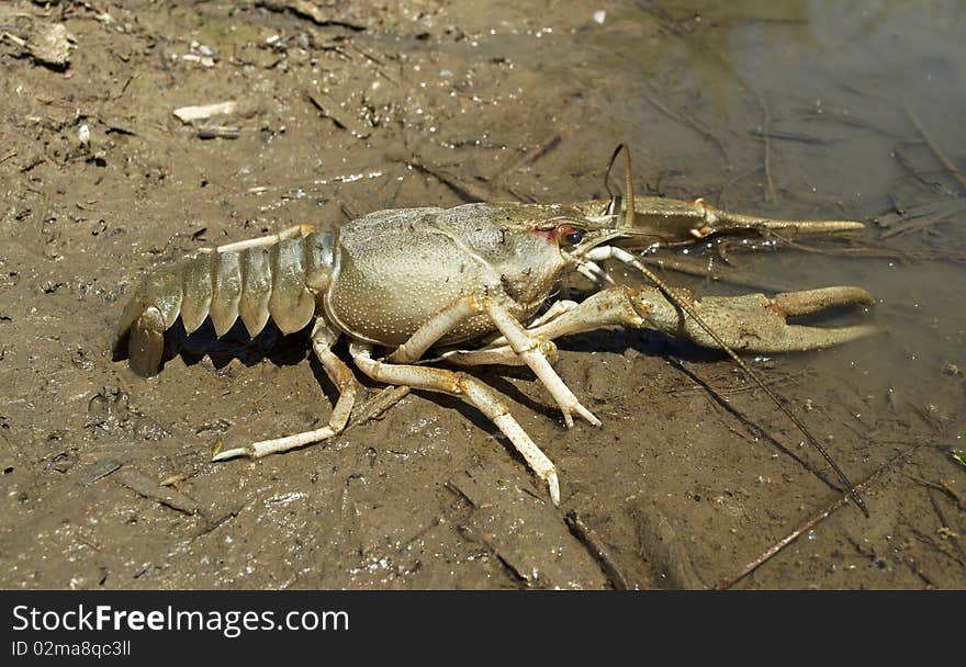 Danube crayfish is in the water