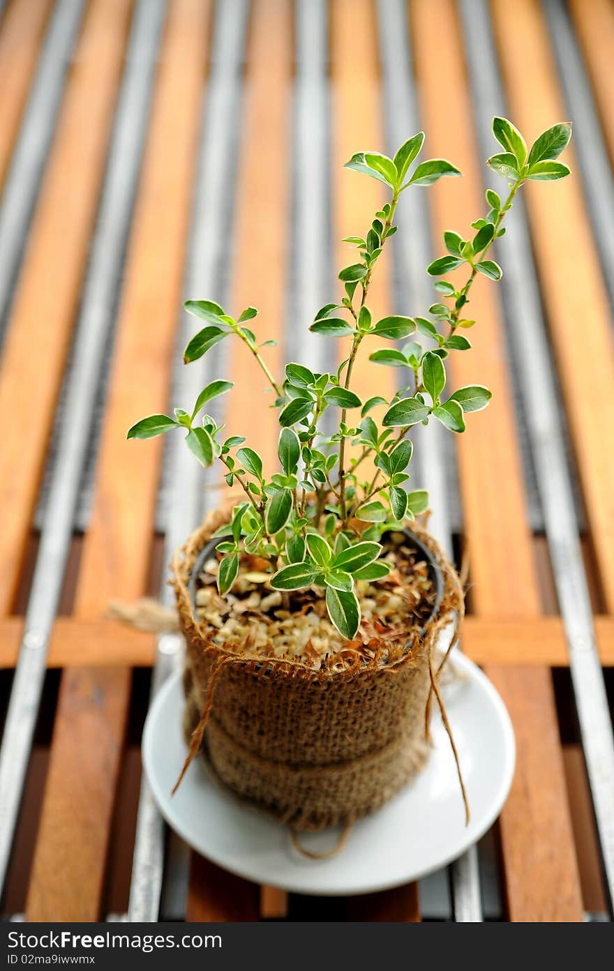 Tree and pot on wood. Tree and pot on wood