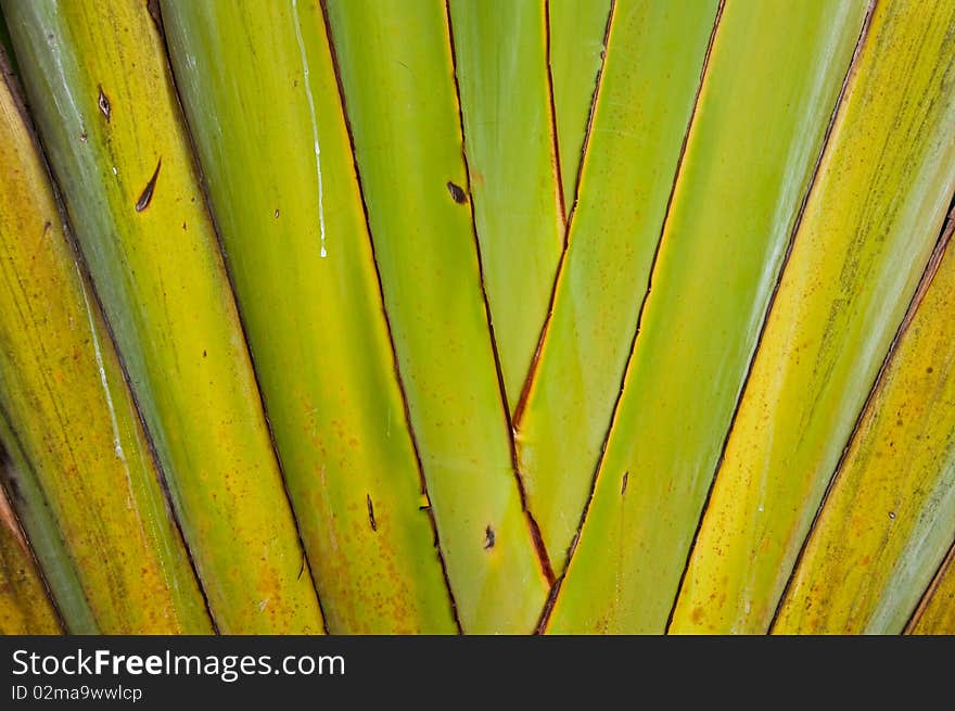 Pattern of the tree nature