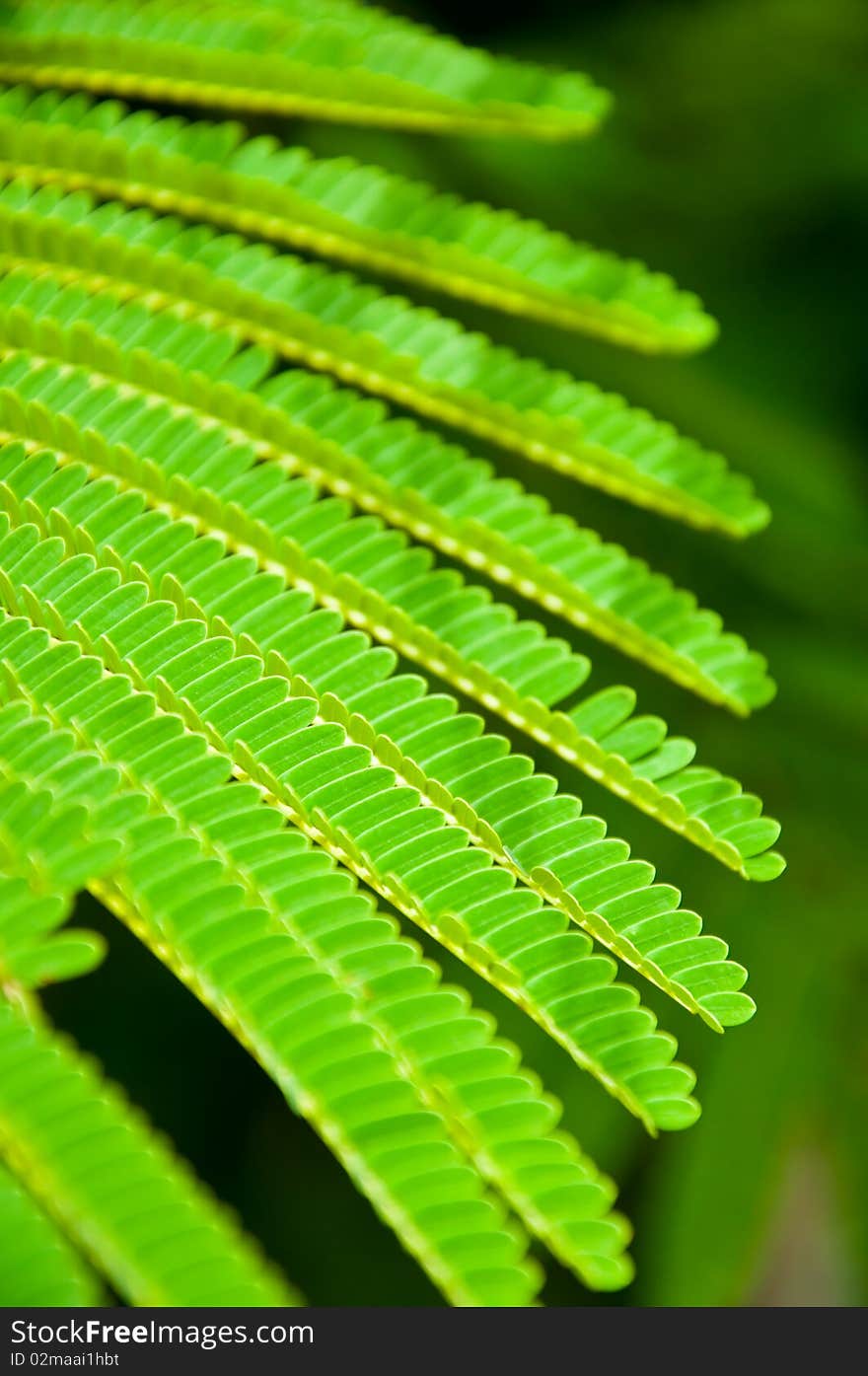 Pattern of the tree nature