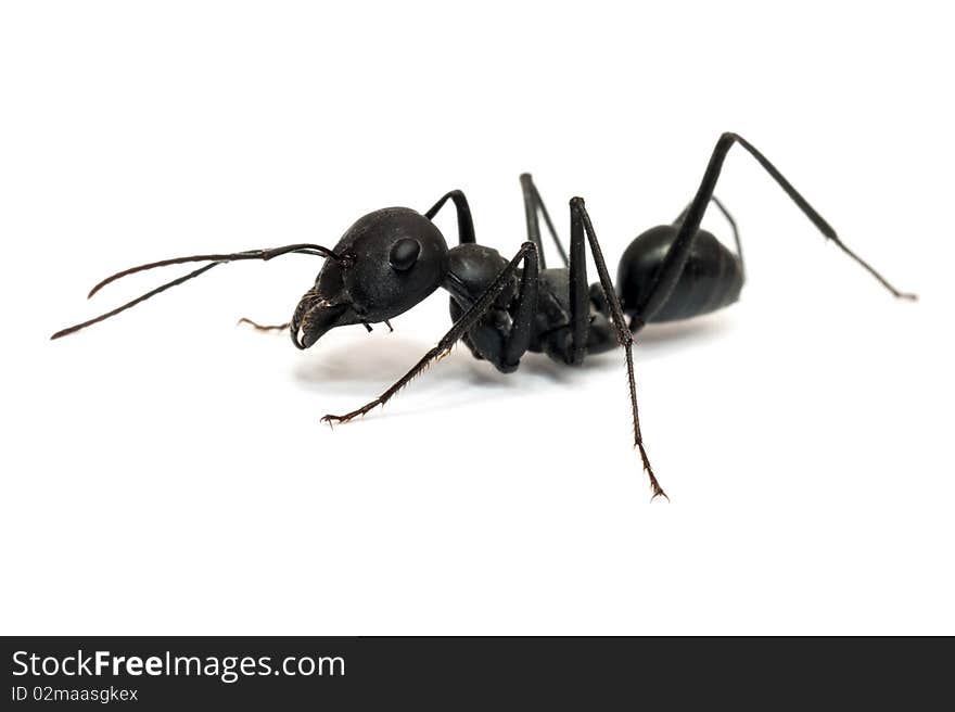 Ant isolated on white background