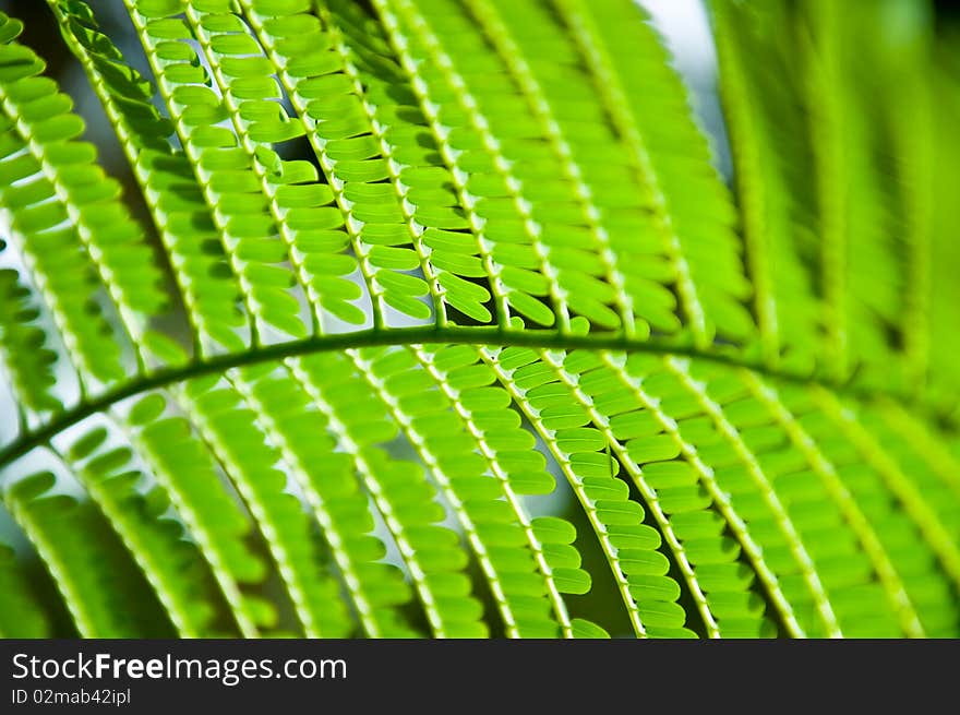 Pattern of the tree nature