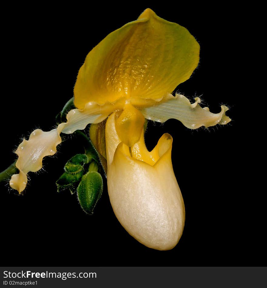 Close up of lady s slipper orchid on black