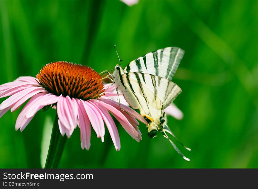 Echinacea Flower