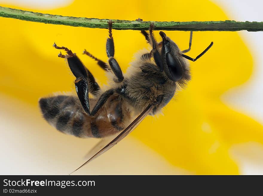 Bee on branch close-up