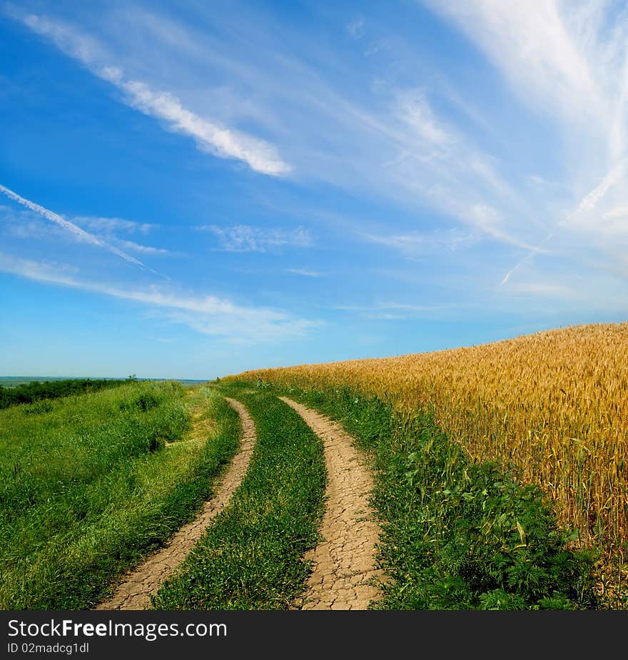 Wheaten field against the blue sky