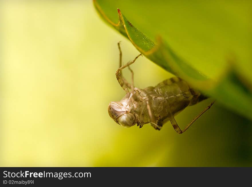 Cicada shells