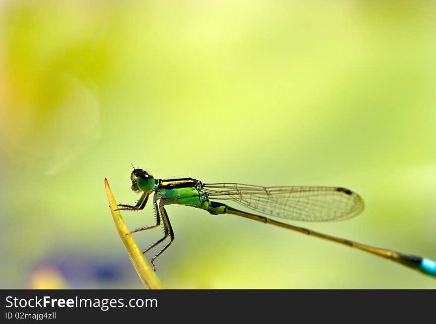 Extreme close up shot of Dragon fly. Extreme close up shot of Dragon fly.