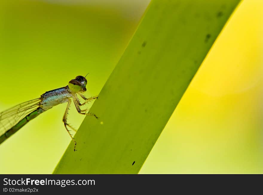 Extreme close up shot of Dragon fly. Extreme close up shot of Dragon fly.