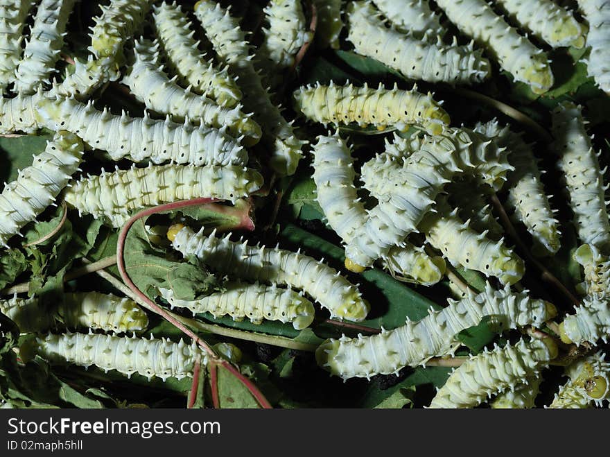 Silkworms eating mulberry leaf closeup. Silkworms eating mulberry leaf closeup.