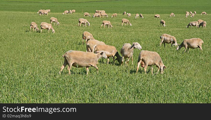 Group of sheeps in a farm. Group of sheeps in a farm