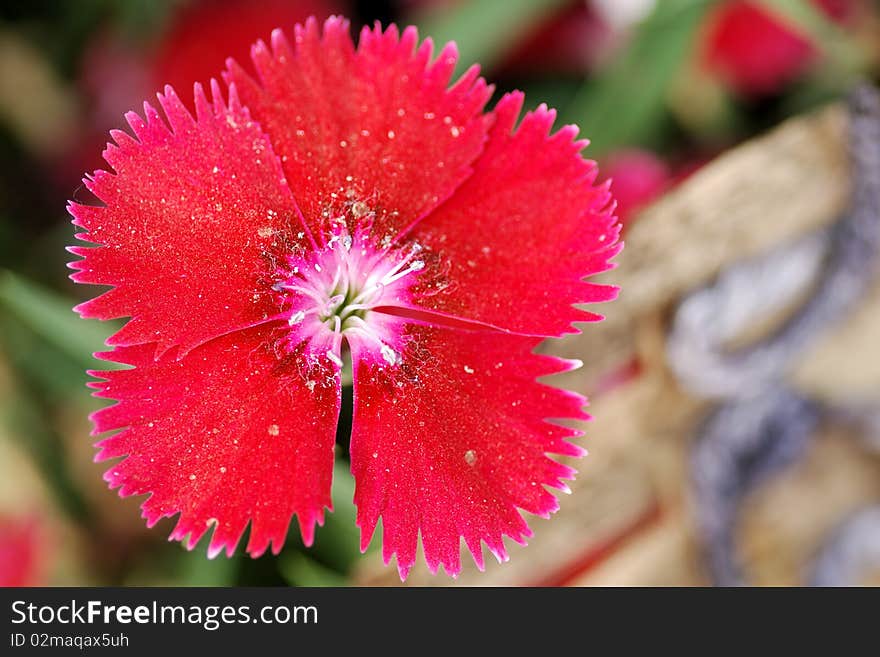 Pink Flower in Green backgrounds.