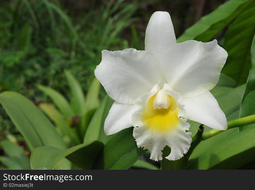 White orchid in green background.