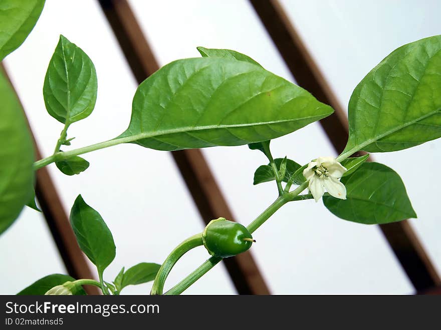 The white flower of pepper, leaves and small green pepper grows in the summer in a hothouse. The white flower of pepper, leaves and small green pepper grows in the summer in a hothouse