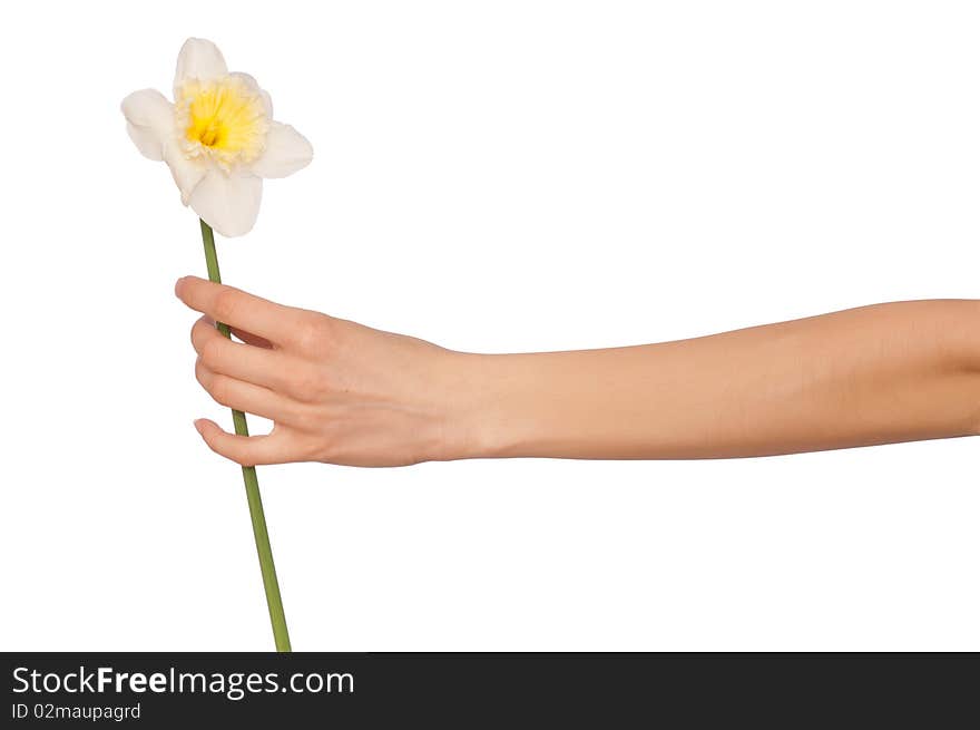 Woman holding white narcissus in the hand