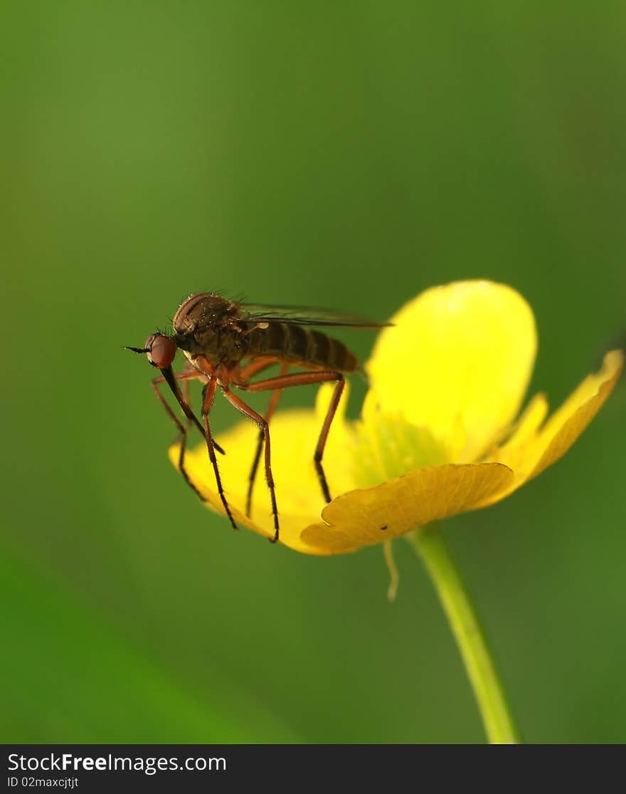 Flower and insect