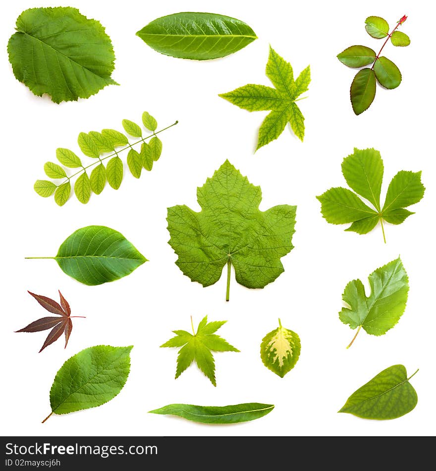 Various leaves on white background. Various leaves on white background