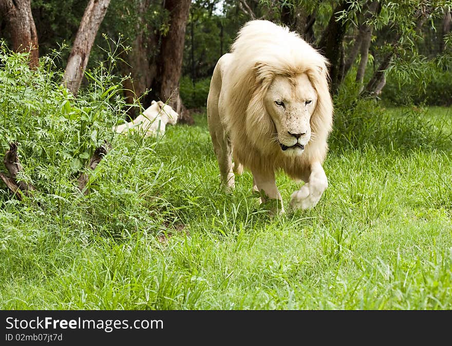 Young Lion walking