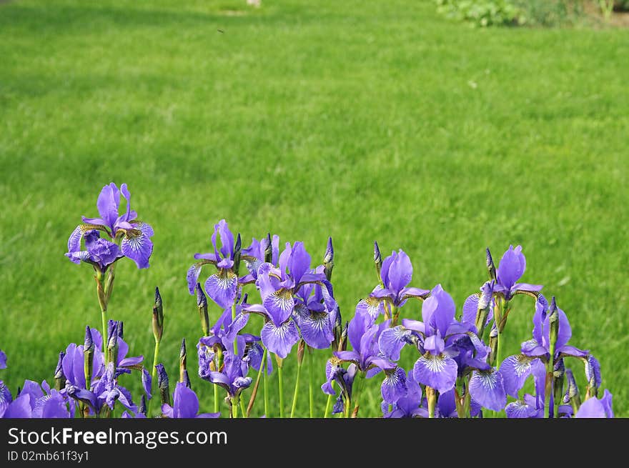 Bunch Of Violet Flowers