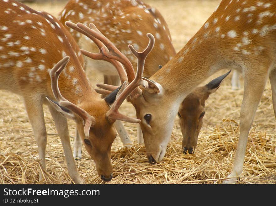 Axis axis herd in the zoo