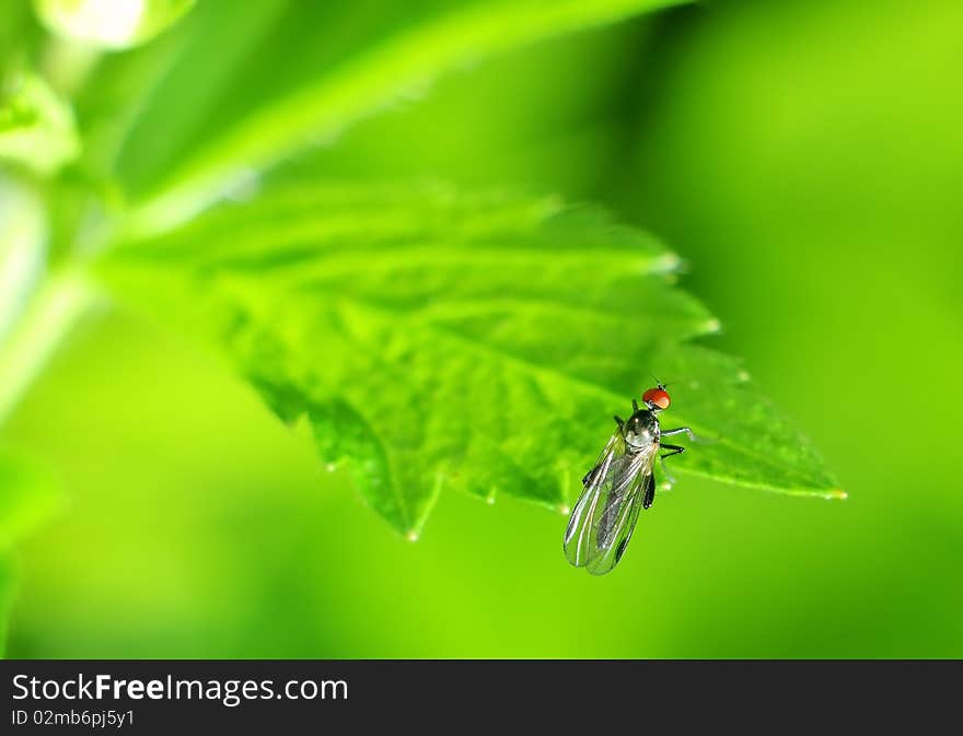 Series of images the world of insects