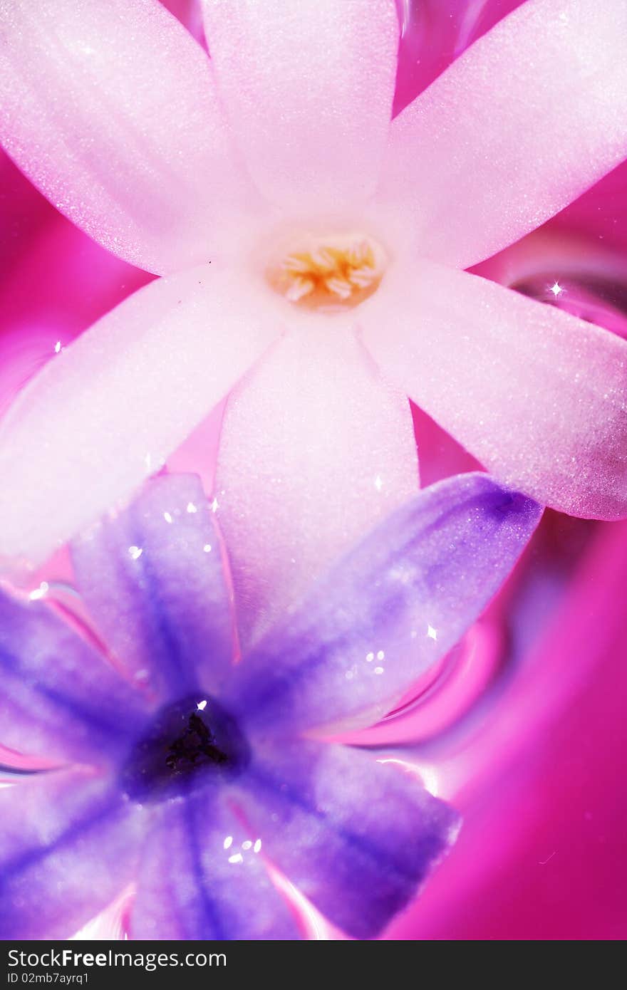 Blooms of hyacinth - Styled floral picture. Blooms of hyacinth - Styled floral picture