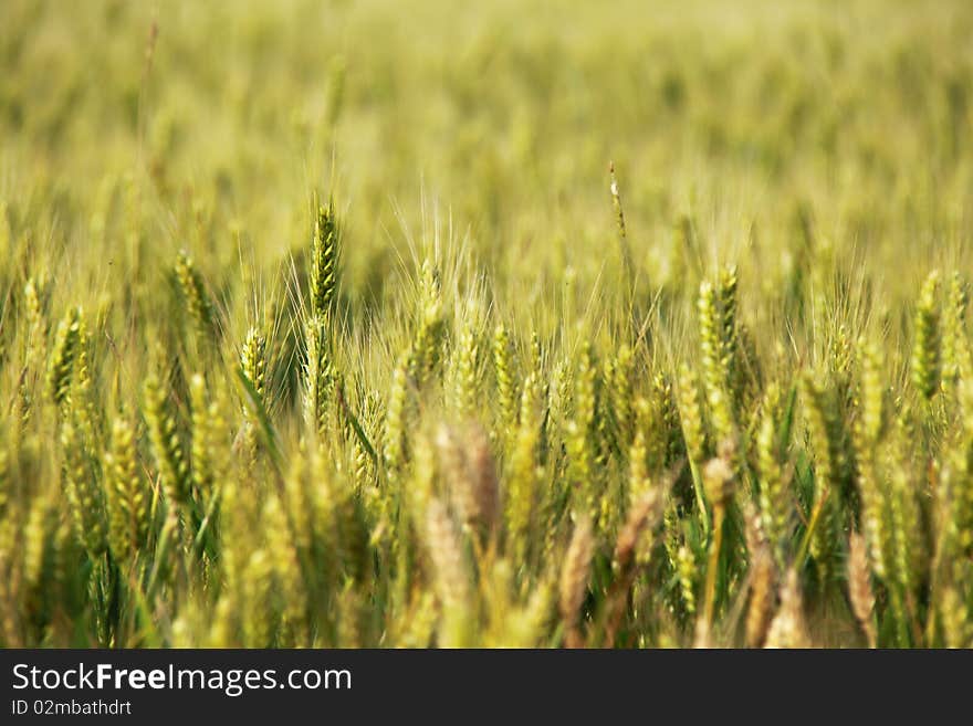 Wheat field lighted by summer sunlight