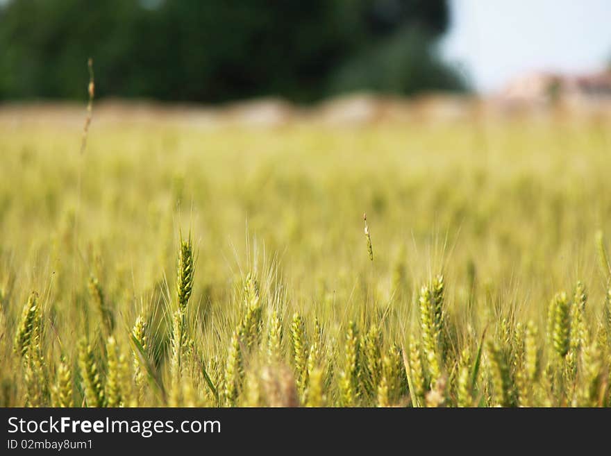 Wheat field lighted by summer sunlight, with the country in background