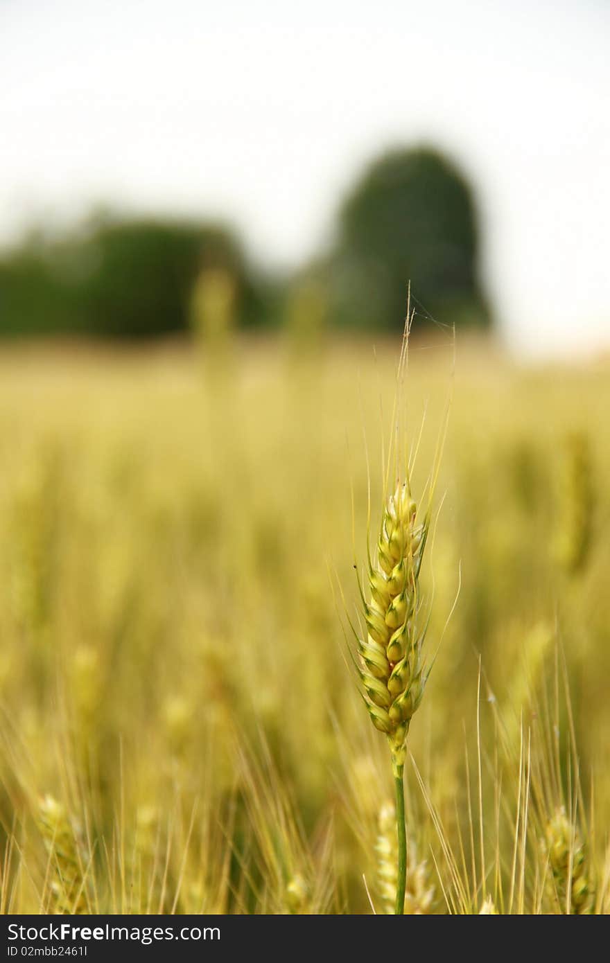 A single wheat ear, with a wheat field lighted by summer sunlight in the background