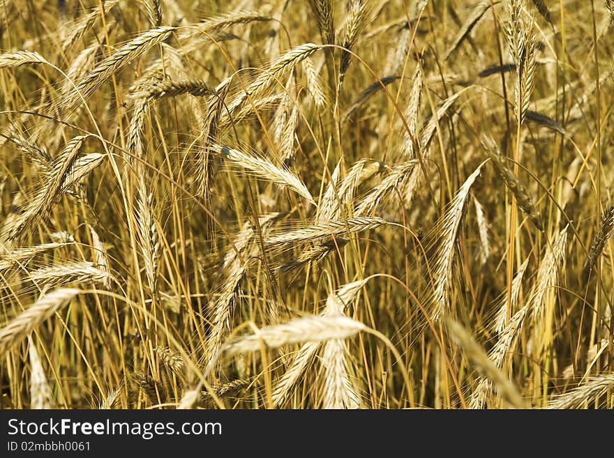 Wheat plantation ready for cropping. Wheat plantation ready for cropping.