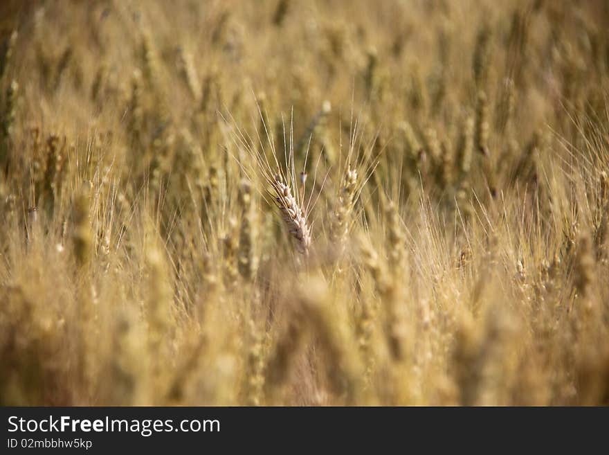 Wheat field lighted by summer sunlight