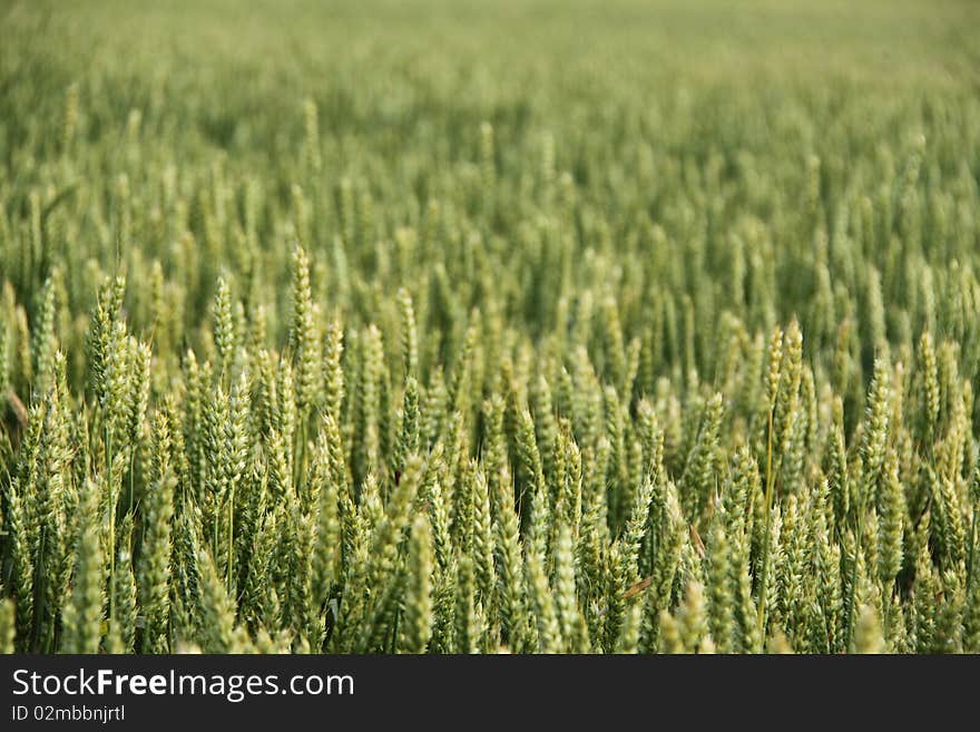 Wheat field lighted by summer sunlight