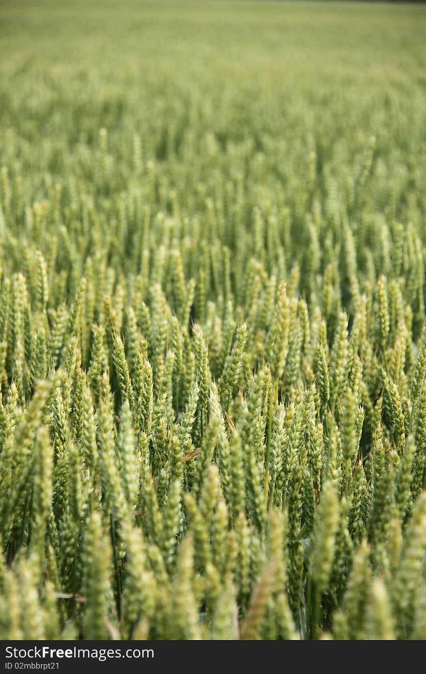 Wheat field lighted by summer sunlight