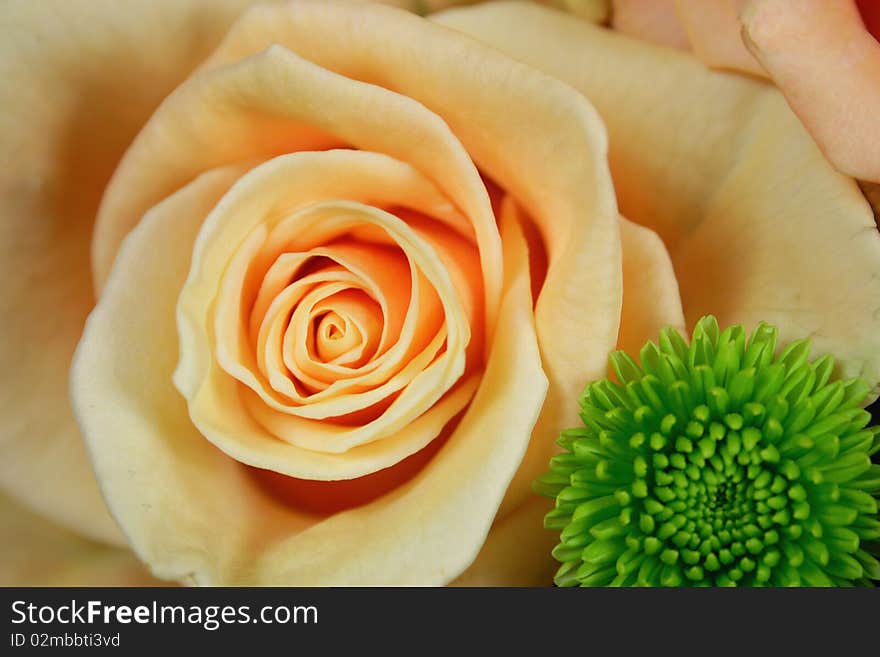 Yellow rose and green chrysanthemum