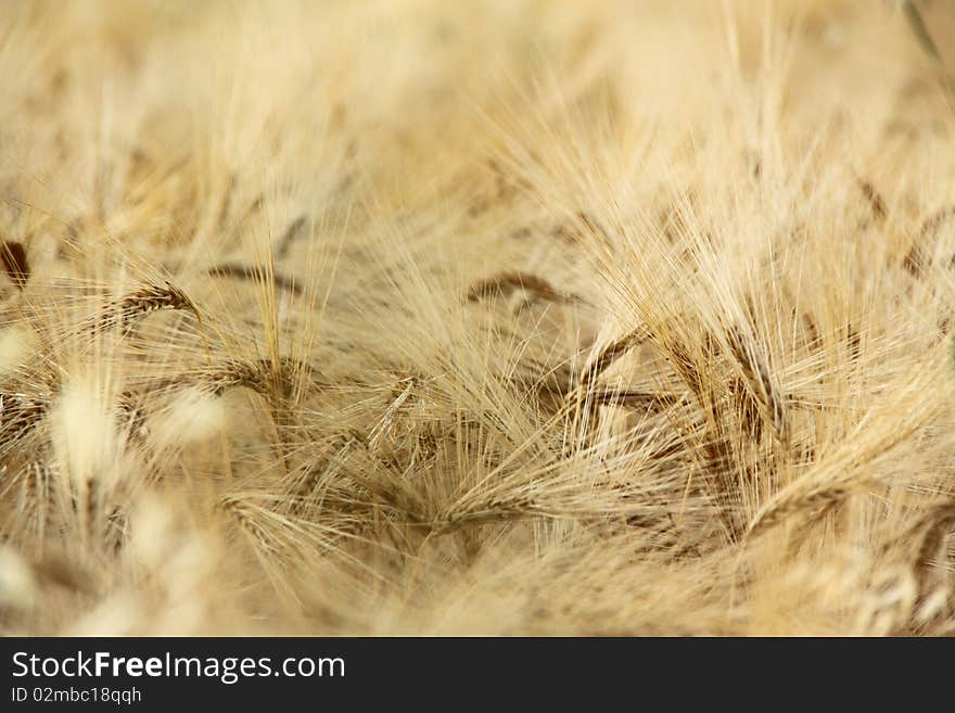 Wheat field lighted by summer sunlight