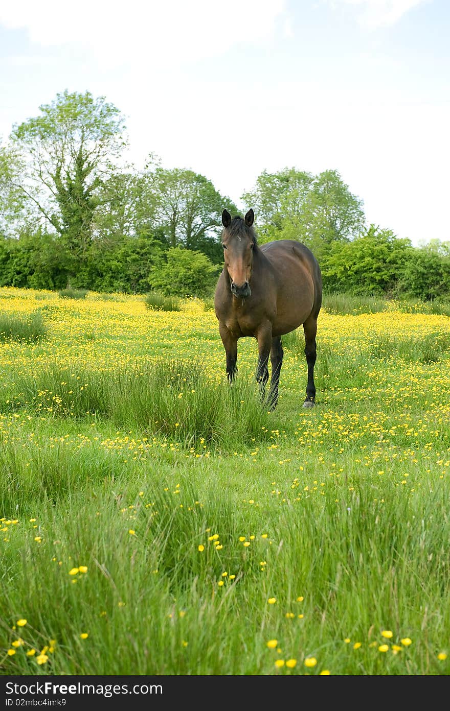 Horse In a Buttercup Filled Meadow