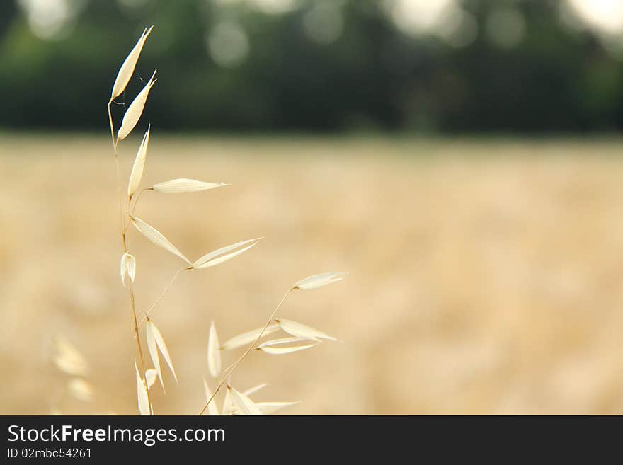 A single oat ear, lighted by summer sunlight, with the country in the background.