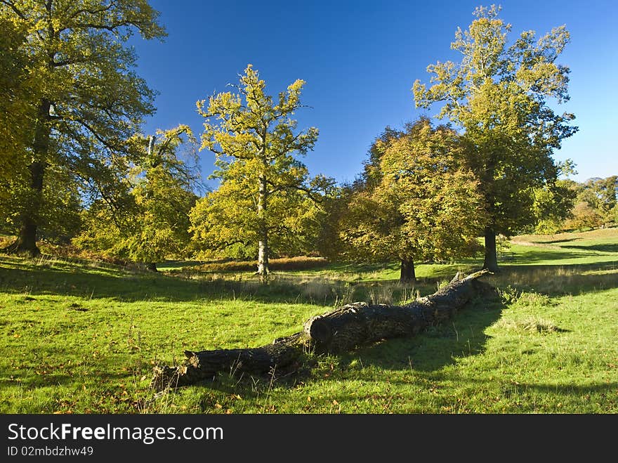 The English tree stand alone in the countryside