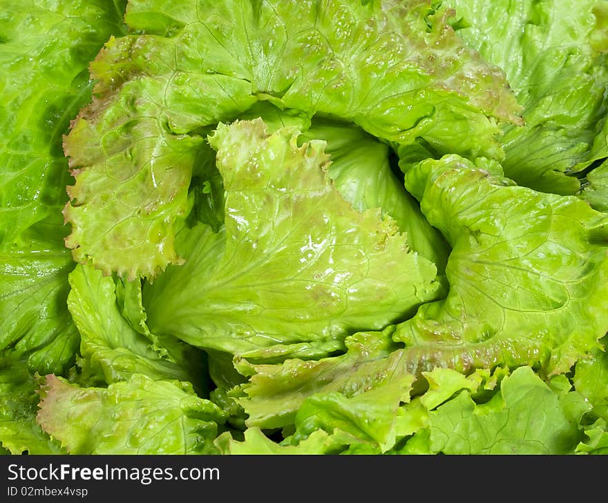 Lettuce can be used as background