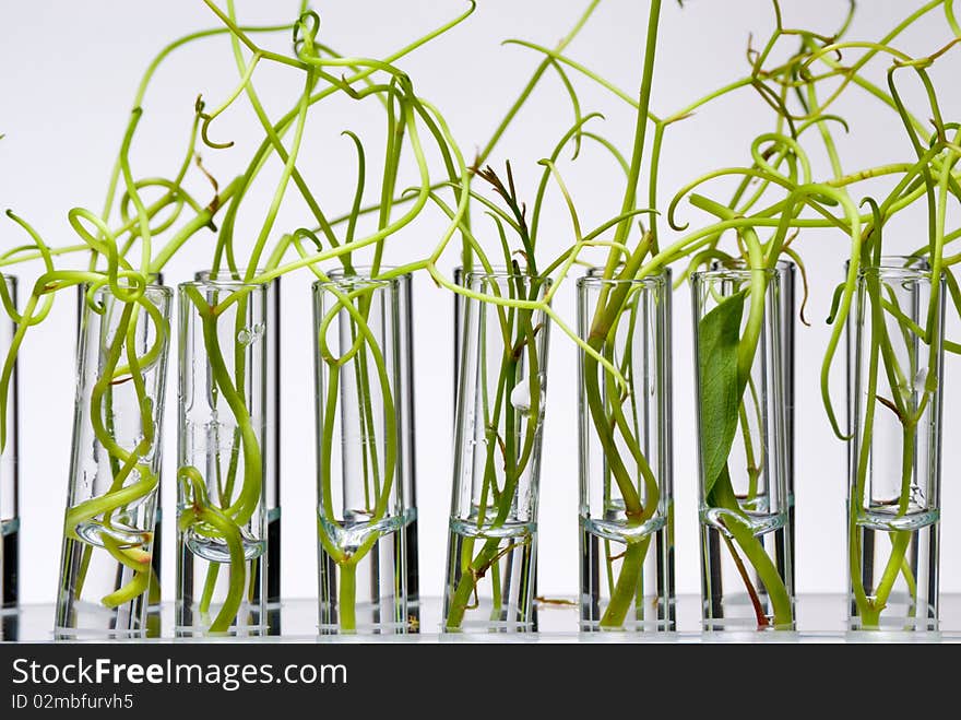 Test tubes with immersed strange plants. Test tubes with immersed strange plants