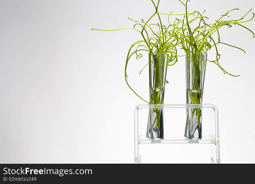 Rack of test tubes with immersed small plants. Rack of test tubes with immersed small plants