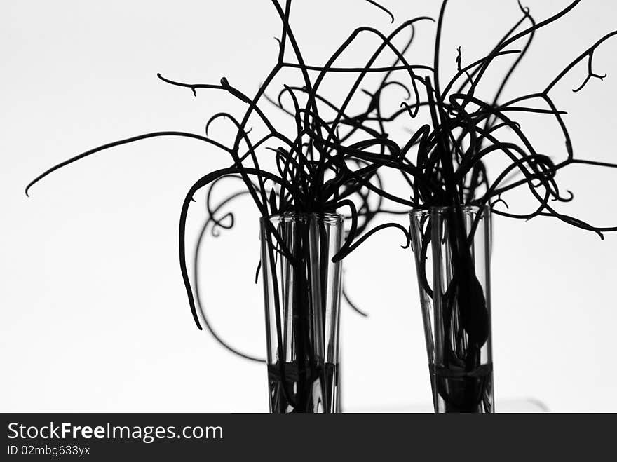 Silhouette of small plants in test tubes, converted to B&W