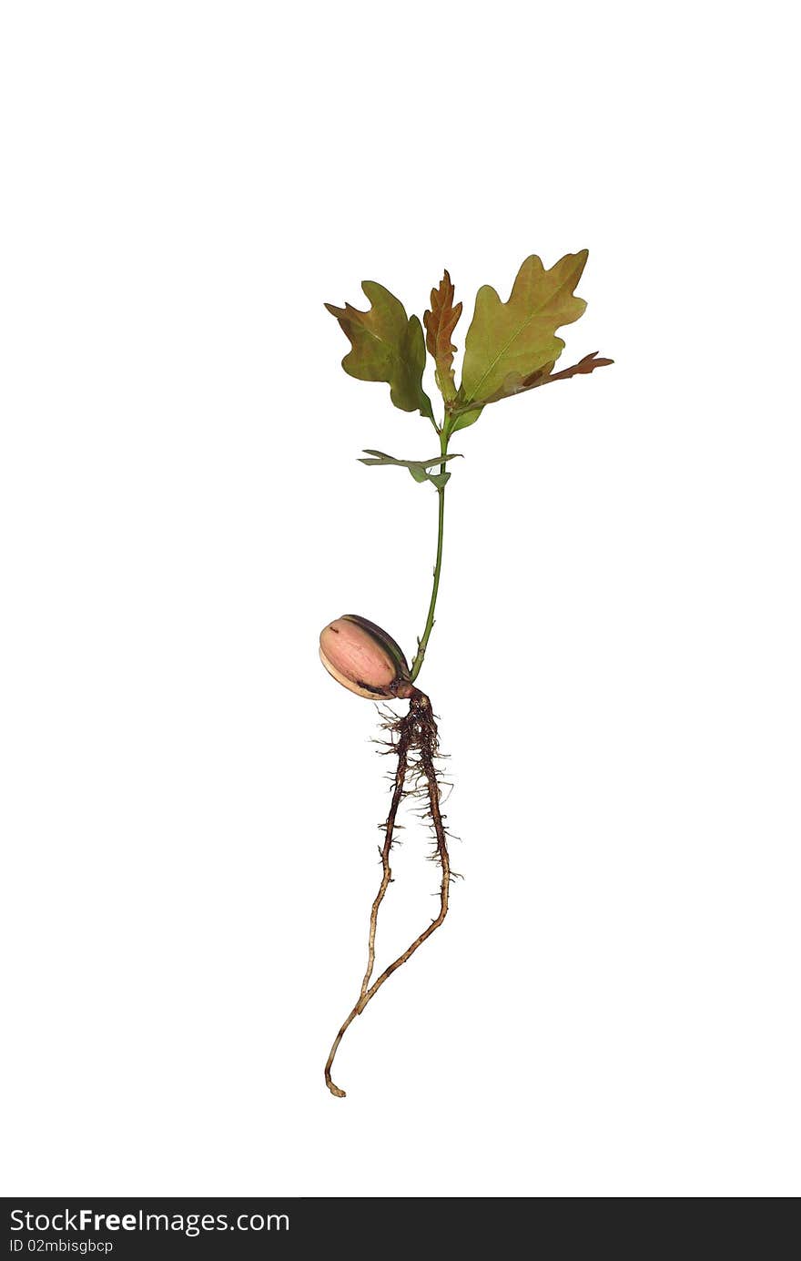 Small oak from roots on white background