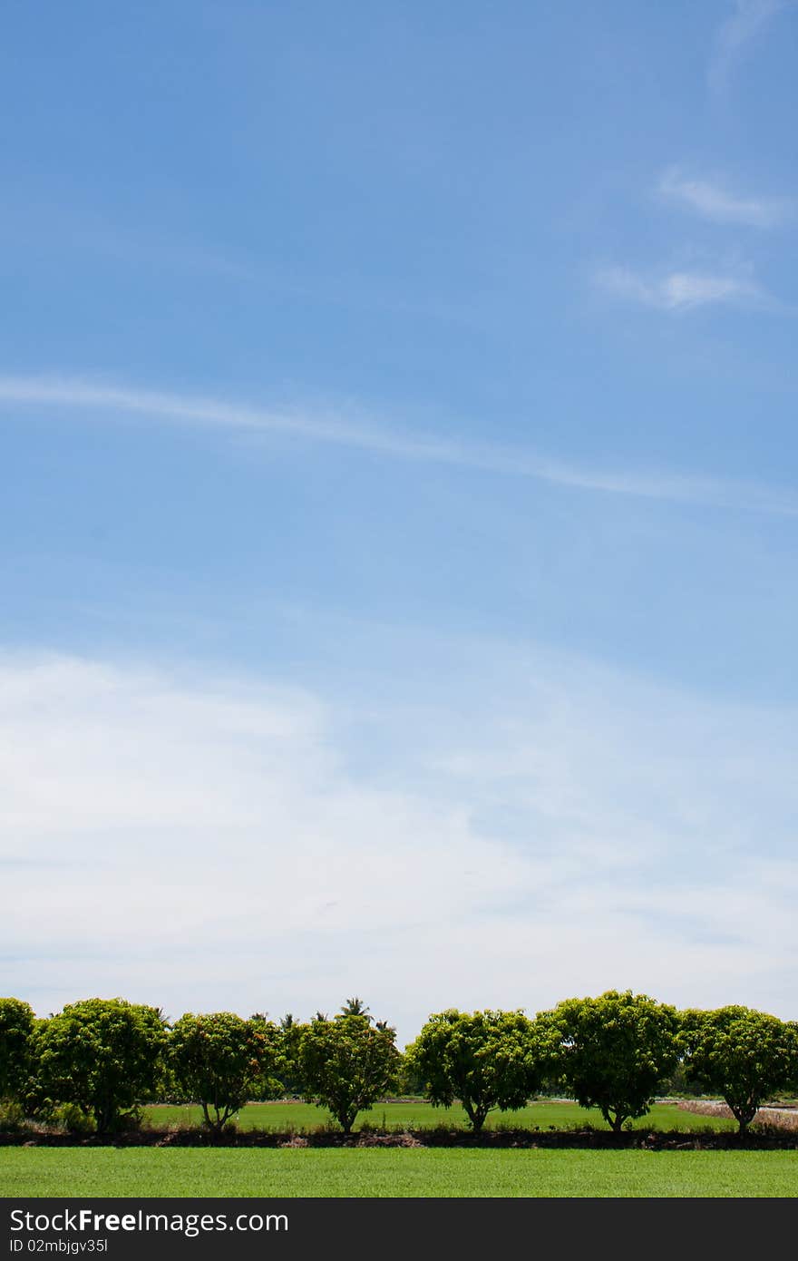 Tree line in the field