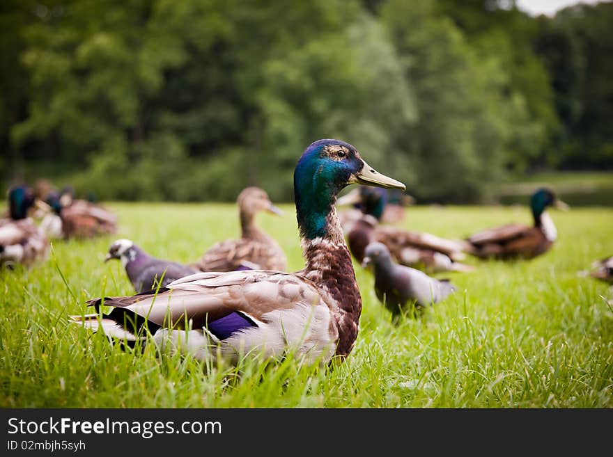 Mallards on the spring meadow