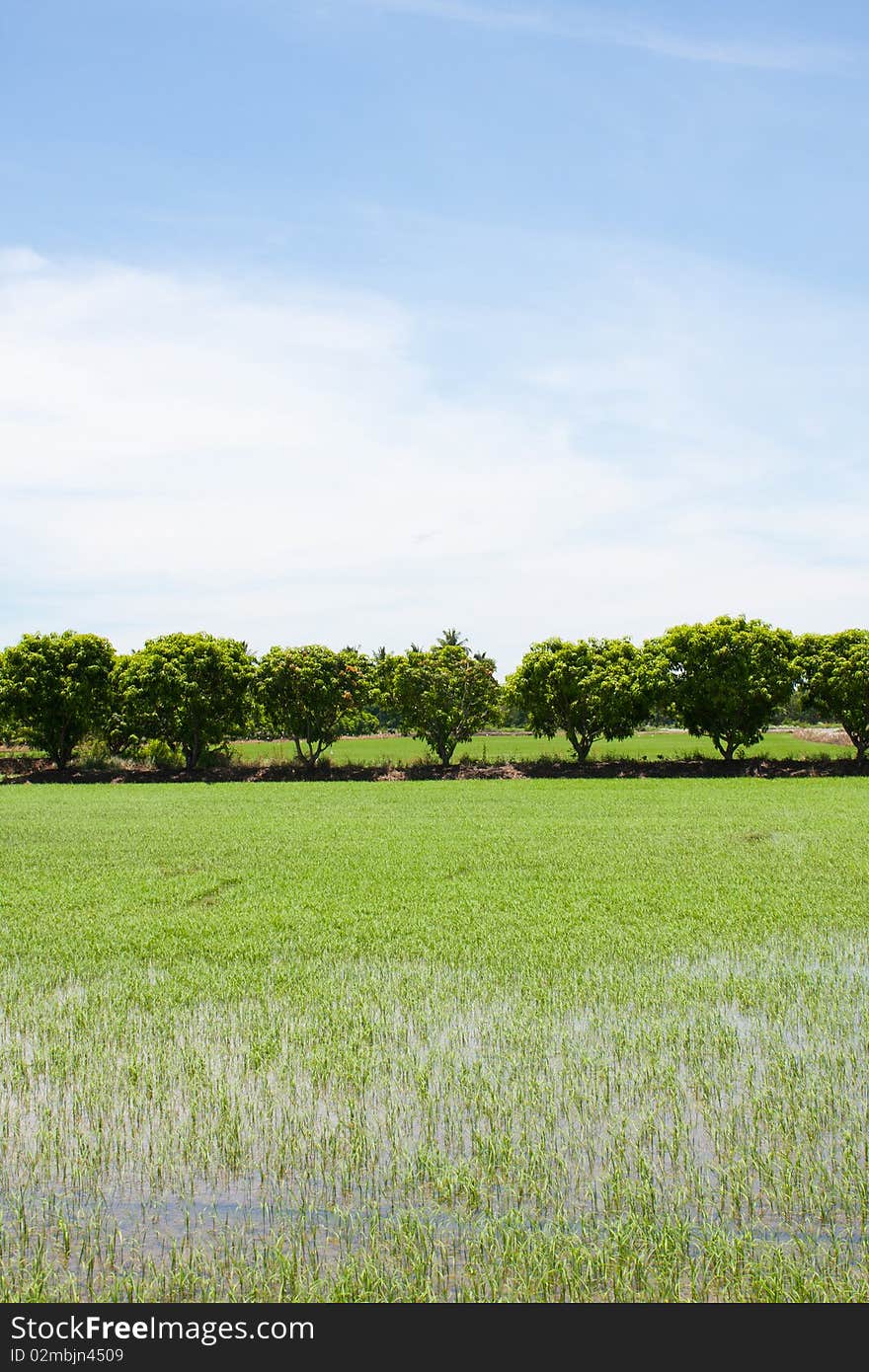 Tree and the field rice on the blue sky in the thailand